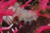 Tritonia sp.