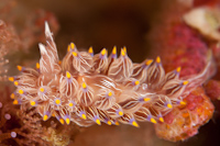 Janolus eximius
