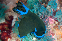 Tambja morosa