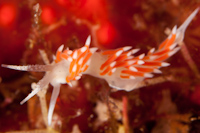 Flabellina albomarginata