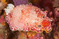 Chromodoris tinctoria