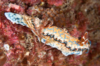 Glossodoris aeruginosa