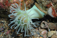 Undescribed anemone