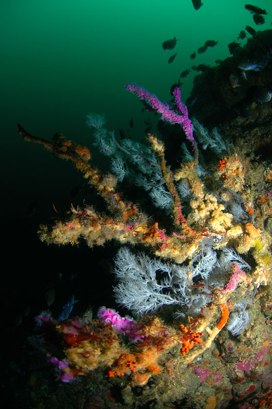 Black Coral Tree
