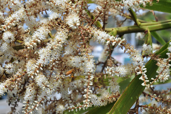 Cordyline