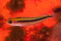 Obliquichthys maryannae