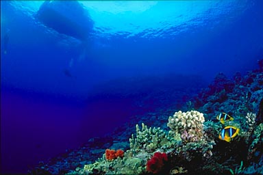 Skip's Underwater Image Gallery > Tropical Images