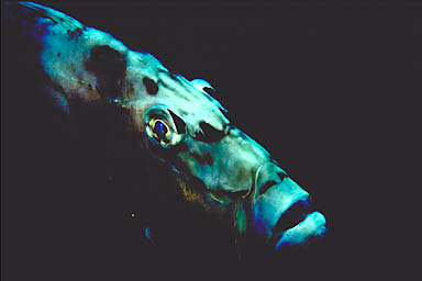 Skip's Underwater Image Gallery > New Zealand Image Gallery 2