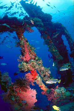 Skip's Underwater Image Gallery > Tropical Images